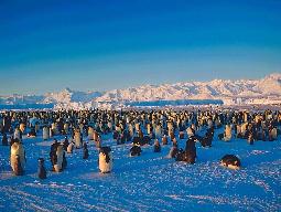 Stado pingwinów w naturalnym środowisku